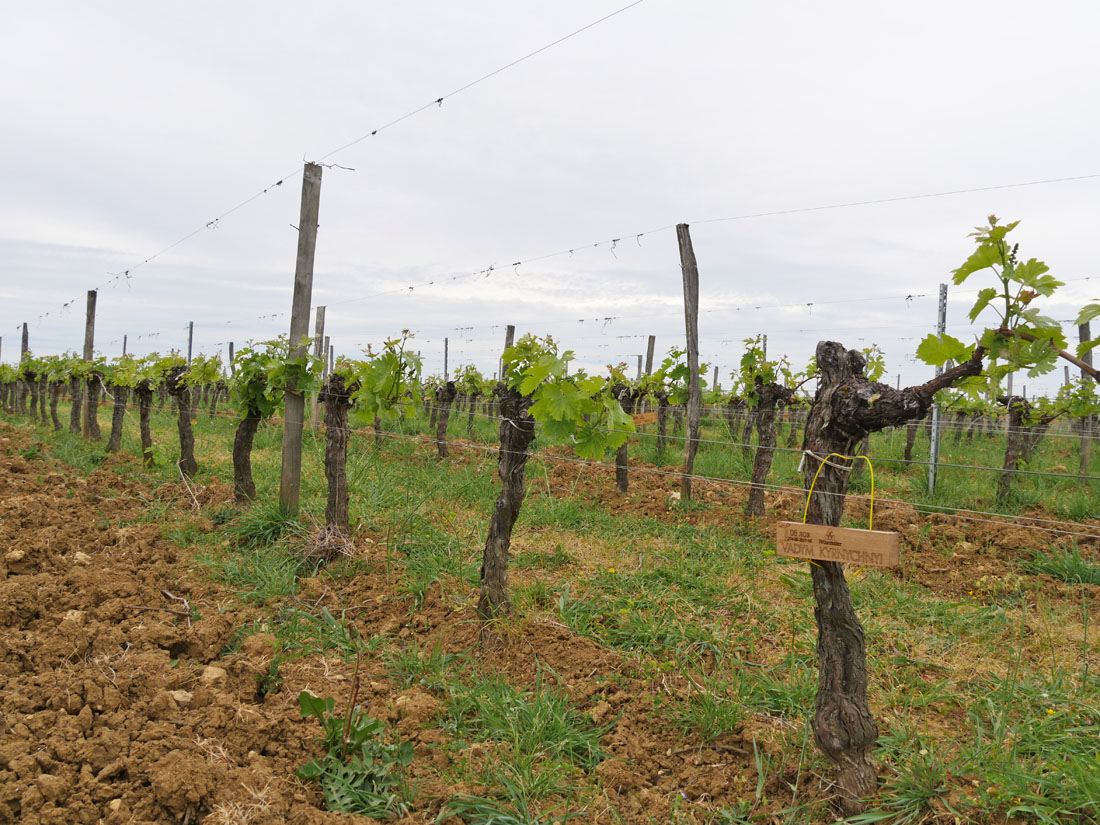 Виноградник на урожай